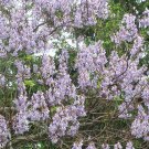 Fresh 1000PCS Paulownia Seeds Chinese Royal Paulownia Fast Growing Princess Tree Kiri