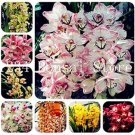 Fresh 100PCS Mixed 8 Colors Rare Cymbidium Orchid Plant Seeds
