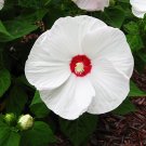 Fresh 50PCS White Hibiscus Flowers Seeds Perennial Plants
