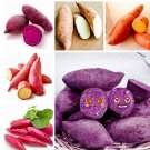 Fresh Sweet Potato Seeds Mixed