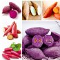 Fresh Sweet Potato Seeds Mixed