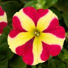 Fresh 200PCS Petunia Amore Queen of Hearts Seeds sh336Q