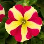 Fresh 200PCS Petunia Amore Queen of Hearts Seeds sh336Q