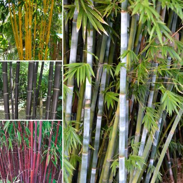 Fresh 20PCS Mixed Bambaoo Seeds Black Bamboo Umbrella Evergreen