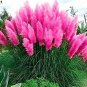 Fresh 500pcs Pampas Grass Flower Selloana Garden Decoration (Color: Burgundy) Seeds