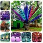 Fresh 10 Pcs Rainbow Japanese Bottle Palm Tree ExoticTropical Tree (Color: Mixed) Seeds
