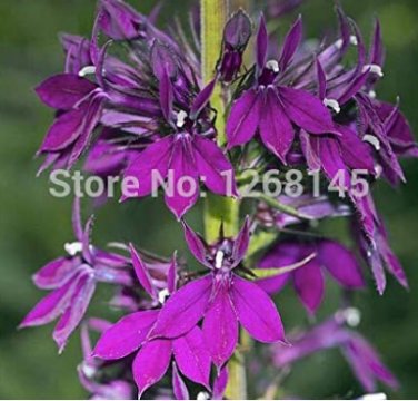 Fresh 500pcs Purple Flower Lobelia vedrariensis Bonsai DIY Home Garden Seeds