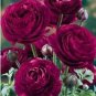Fresh 100 Pcs Double Ranunculus Asiaticus Flowers Seeds