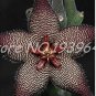Fresh 120 Pcs s Stapelia Pulchella Perennial FlowerDIY Purify The Air Seeds