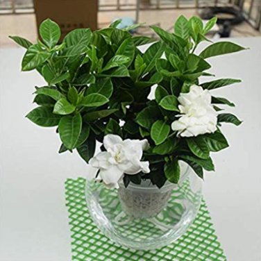 Fresh 100 Pcs/Bag Flower ia Fragrant Office Desk Evergreen Tree The Germination Seeds