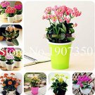 Fresh 100 Pcs Kalanchoe Longevity Flower Potted s Seasons Flowering s sGarden Seeds