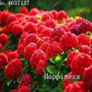 Fresh 50 Pcs Hydrangea Paniculata Vanilla FraiseHydrangea FlowerMixed Colors Climbing Seeds
