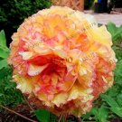Fresh 10pcs/Pack Perennial Peony Flower Tree as Multiple Color Home Garden Seeds