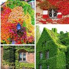 Fresh 100 pcs/Bag Mixed Colors Boston Ivy Creepers Green Boston Ivy Grass Seeds