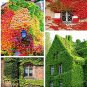 Fresh 100 pcs/Bag Mixed Colors Boston Ivy Creepers Green Boston Ivy Grass Seeds
