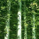 Fresh 50pcs Fresh Giant Moso Bamboo sDIY Best Seeds