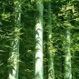 Fresh 50pcs Fresh Giant Moso Bamboo sDIY Best Seeds