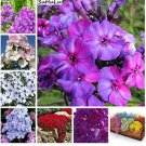 Fresh 200 Pcs Phlox Flower Blooming China Most Popular Flowers Climbing (Col:Mixed) Seeds