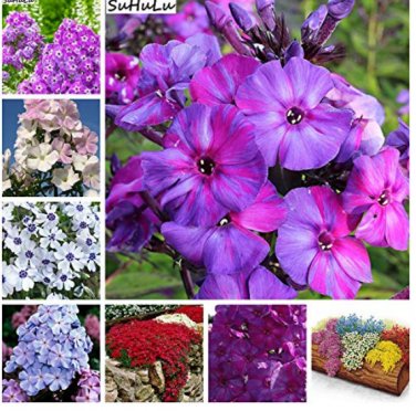 Fresh 200 Pcs Phlox Flower Blooming China Most Popular Flowers Climbing (Col:Mixed) Seeds