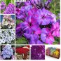 Fresh 200 Pcs Phlox Flower Blooming China Most Popular Flowers Climbing (Col:Mixed) Seeds