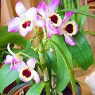 Fresh Home s 100 Pcs/Pack Dendrobium Orchid Flower Seeds