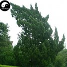 Fresh Juniperus Chinensis Tree Semente 120pcs Plant Chinese Dragon Arborvitae Tree Seeds