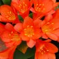 Fresh Clivia Seeds Orange