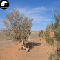 Fresh Haloxylon Ammodendron Tree Semente 100pcs Desert Tree HaloxylonSUO SUO Seeds