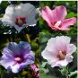 Fresh 100 pcs Hibiscus syriacus Althaea Rose Mallow Ketmie Hardy Shrub Seeds