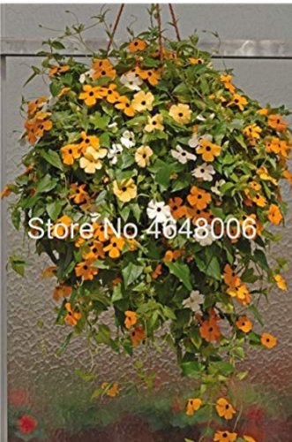 Fresh 100 Pcs Climbing Flowers Black Eyed Susan Thunbergia Alata Flower Seeds