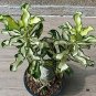 Fresh True Thailand grafted Desert Rose Variegated Leaves Siam Flowers Adenium Obesum Seeds