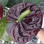 Fresh 100Pcs Anthurium as Flower sBalcony Potted Flowers (Color: Chocolate) Seeds