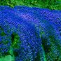 Fresh 100pcs/bag Creeping Thyme or Blue Rock CRESS Ground Cover Flower Natural Growth Seeds