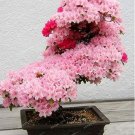 Fresh 10PCS Tree Japanese Sakura Japanese Cherry Blossoms Flowers in Mini Seeds