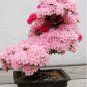Fresh 10PCS Tree Japanese Sakura Japanese Cherry Blossoms Flowers in Mini Seeds