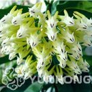 Fresh 100 Pcs/Bag Hoya Seeds Rocket Hoya Flower Seeds Carnosa Seeds Sementes