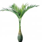 Fresh 20 Pcs Exotic Bottle Palm Seeds Tropical Tree Seeds (Color: Dark Green)
