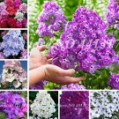 Fresh Imported Phlox Flower Rainbow Phlox Flower Drummondii 100 Pcs (Color: Mixed) Seeds