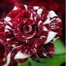 Fresh New Hierloom 20 Tiger Stripes Rose Seeds Stunning Blooms Balcony
