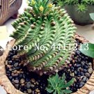 Fresh 100 Pcs Cactus Rebutia Variety Flowering Color Cacti Cactus Mini Succulent Seeds