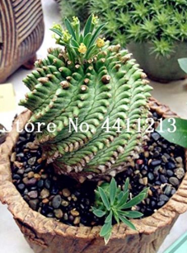 Fresh 100 Pcs Cactus Rebutia Variety Flowering Color Cacti Cactus Mini Succulent Seeds