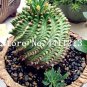 Fresh 100 Pcs Cactus Rebutia Variety Flowering Color Cacti Cactus Mini Succulent Seeds