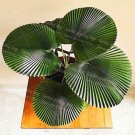 Fresh 10Pcs/Bag Palm Purification Air Palm Tree Family Botanical Forest Flower (Col:2) Seeds