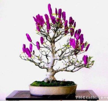 Fresh 30 pcs/Bag Mini Magnolia Beautiful Flower or Ourdoor Potted s (Color: 3) Seeds