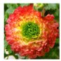 Fresh 100 Pieces/Bag New Fresh Scabiosa Flower Plantas Perennial Home Garden Seeds