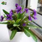 Fresh 100pcs/pack Chinese Violet Seeds a violae Flower Seeds