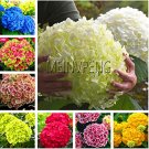 Fresh 20pcs/Bag Hydrangea Mixed Color Japan Hydrangea Viburnum #SM2ZDH (Color: Mix) Seeds
