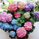 Fresh 50 Pcs Hydrangea Mixed Climbing Hydrangea Flowers The Environmen (Col:Black) Seeds