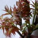 Fresh 1pcs/lot(200) Bonsai Courtyard DIY Fun Fruit and Vegetable Planting Bonsai Seeds