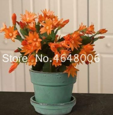 Fresh 100pcs/Bag Hanging Schlumbergera Zygocactus Flores Christmas Cactus as Easy to Seeds